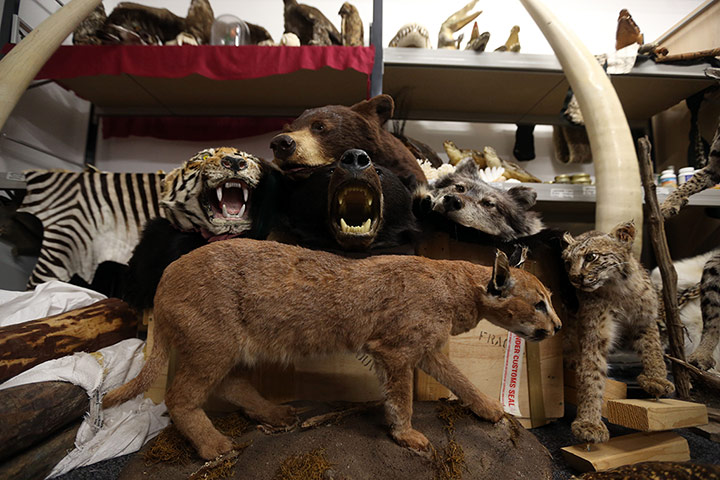 Week in Wildlife: Item seized by the Border Force