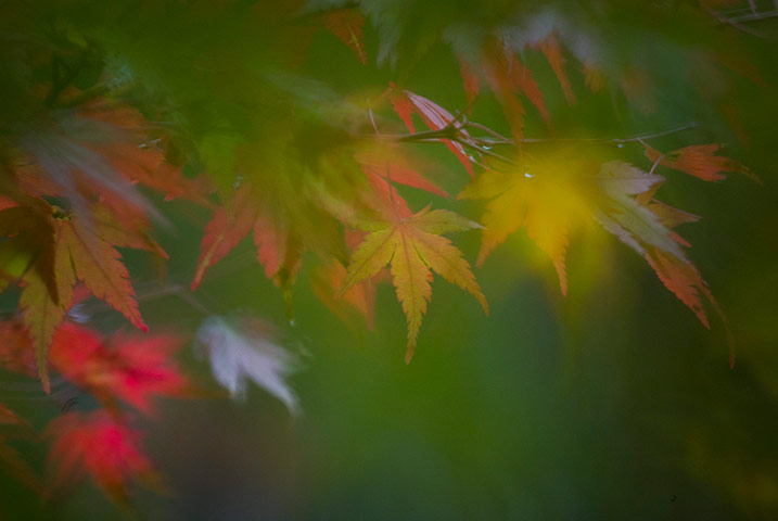 Week in Wildlife: Japan Nara