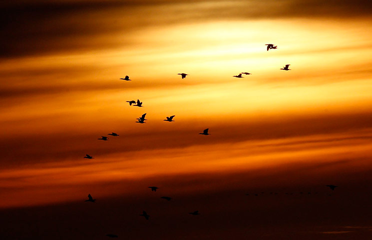 Week in Wildlife: Sunset at the Baltic Sea