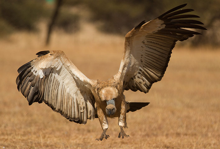 Week in Wildlife: Cape vultures