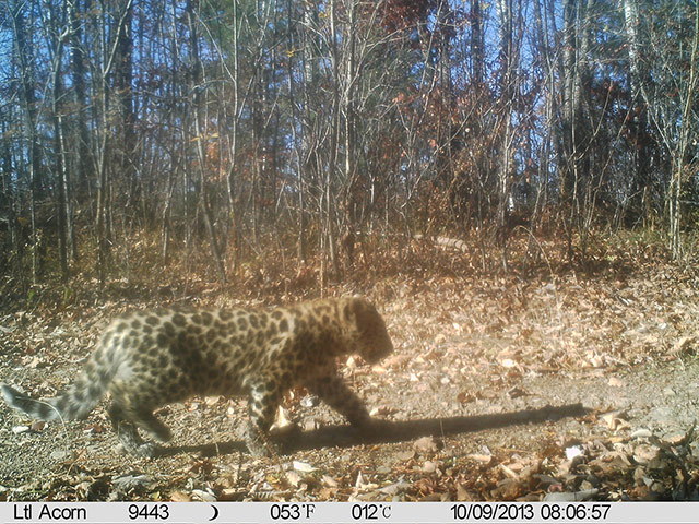 Week in Wildlife: big cats breeding in China