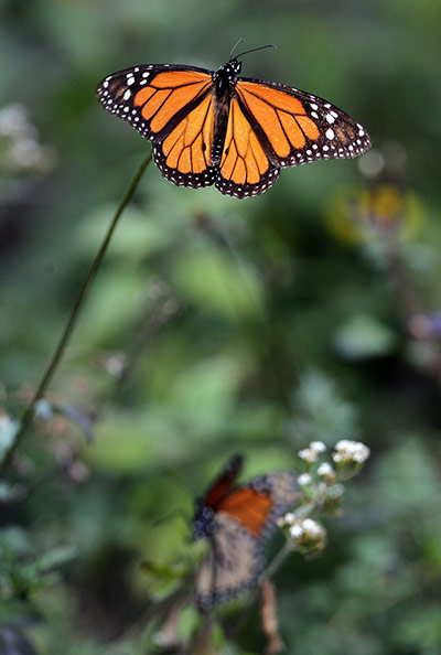Week in Wildlife: Season of Monarch butterfly begins in Mexico