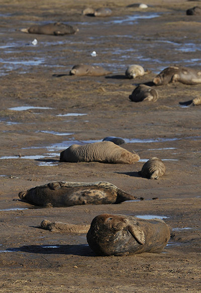 Week in Wildlife: Seals at Donna Nook