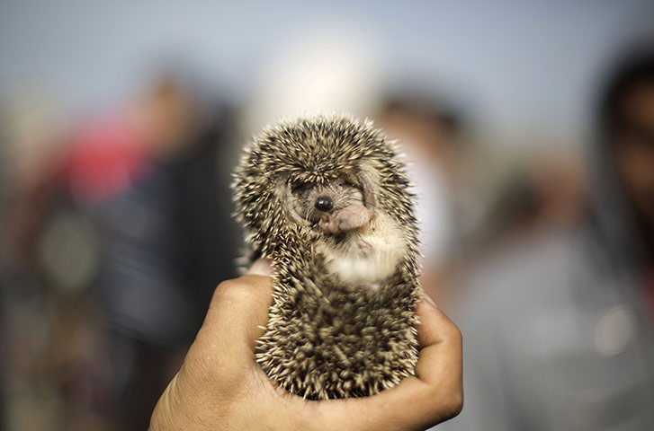 Week in Wildlife: A Palestinian man displays a hedgehog for sale