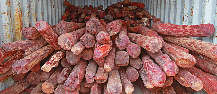 Week in Wildlife: India-Dubai Red sandalwood smuggling ring smashed in Sri Lanka