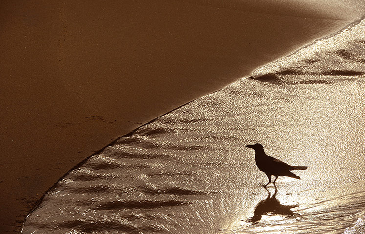 Week in Wildlife: SRI LANKA-COLOMBO-ANIMALS-HUMAN-HARMONY