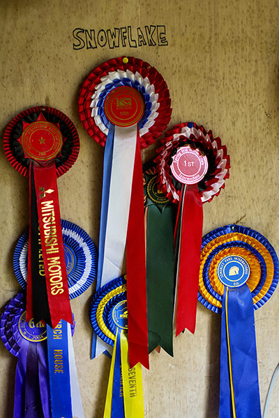 Selby: Amanda Brooks: Amanda Brooks