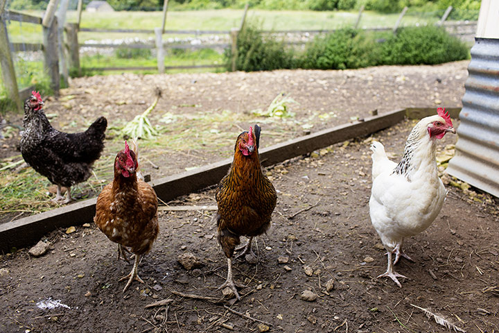 Selby: Amanda Brooks: Amanda Brooks