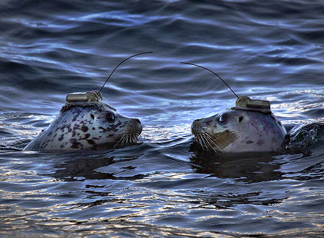 20 Photos: A pair of harbour seals wear satellite-linked transmitters in Porteau Cove