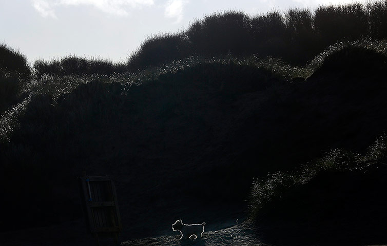 20 Photos: A West Highland Terrier walks through the sand dunes on Portstewart Strand