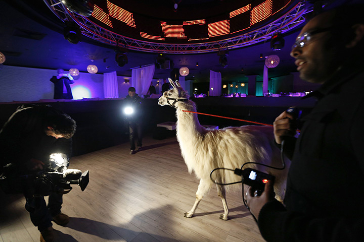 Weekend in pictures : Cannes, France: A llama named Serge walks on the dancefloor during his visi