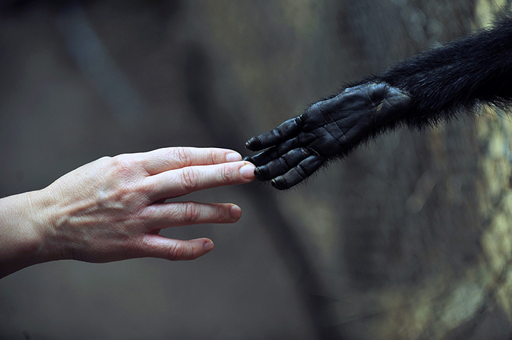 Weekend in pictures : Peñaflor, Chile: A woman reaches out to a Spider Monkey at the Rehabilitati