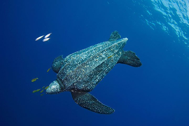 IUCN red list: Leatherback Turtle