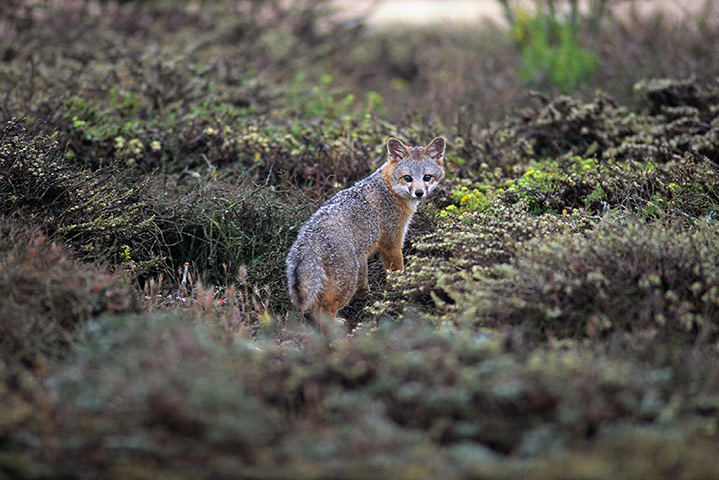 IUCN red list: Island Fox on San Miguel Island