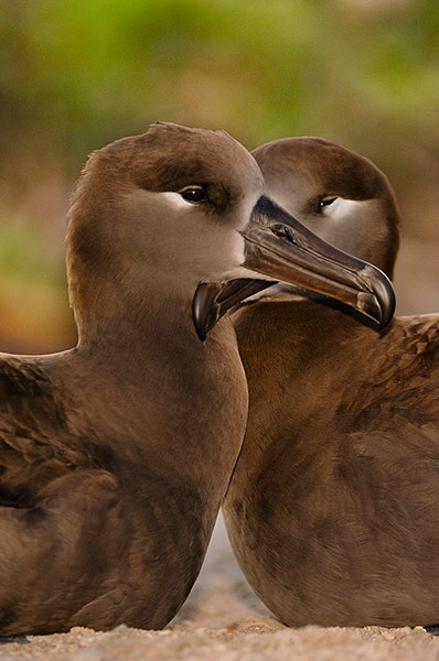 IUCN red list: Black-footed Albatross Couple