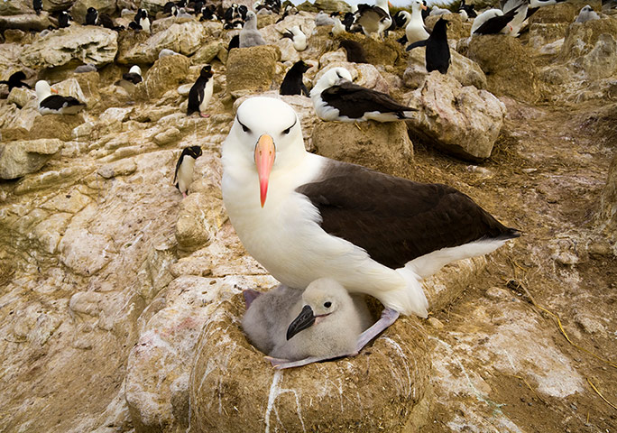 IUCN red list: Black-Browed Albatross with Chick on Nest, New Island, Falkland Islands