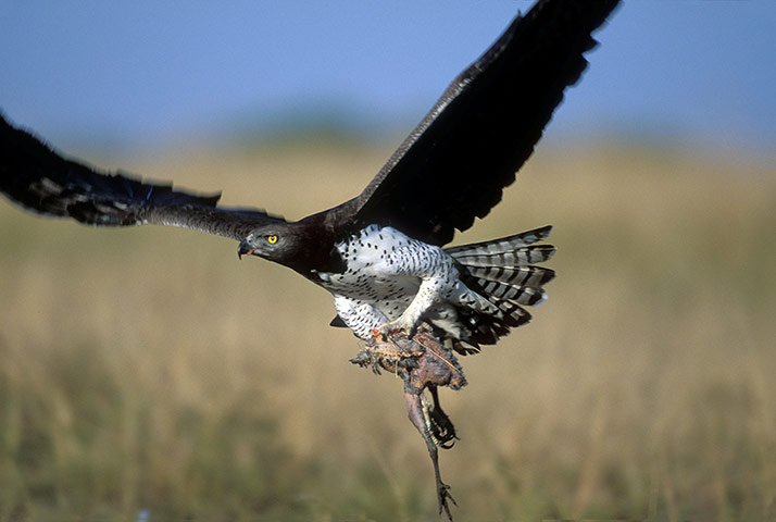 IUCN red list: Martial Eagle Polemaetus bellicosus 