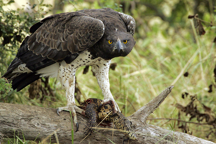 IUCN red list: Martial Eagle, holding water monitor prey in talons