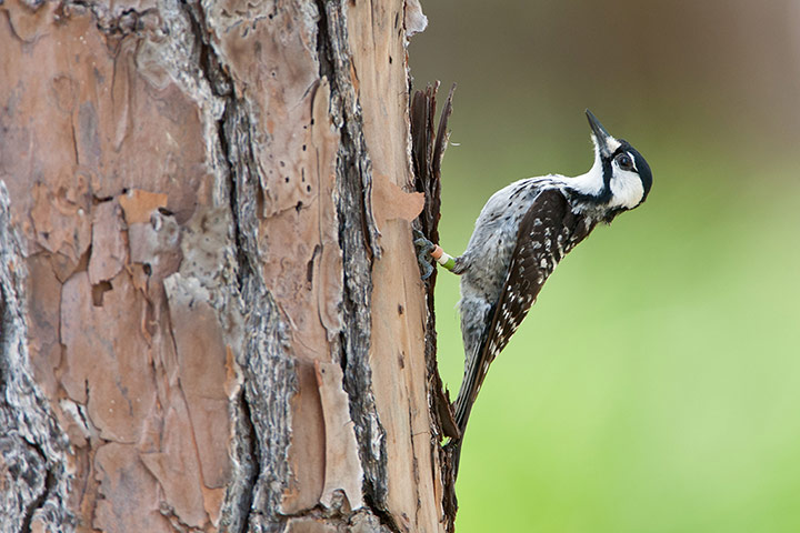 IUCN red list: Red-cockaded Woodpecker