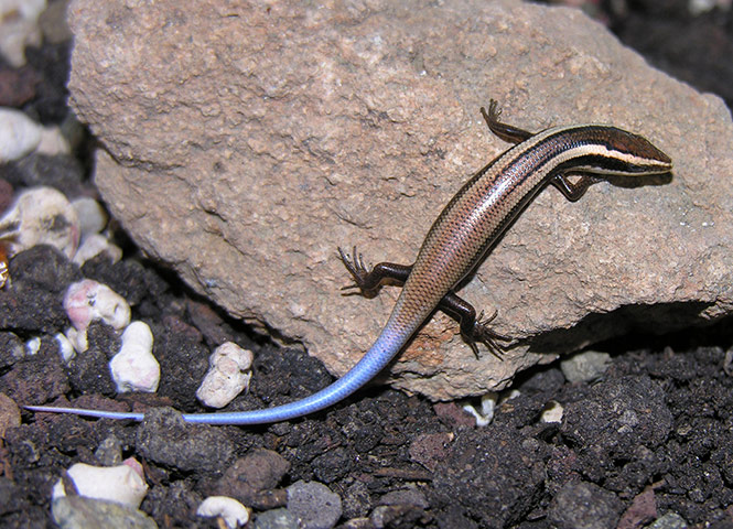 IUCN red list: An Anguilla Bank skink