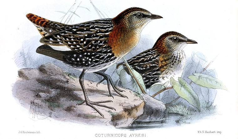 IUCN red list: White-winged Flufftail