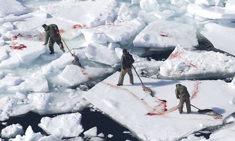 Seals after being clubbed to death during a hunt in Canada in 2008