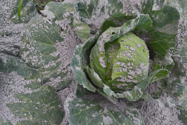 Mount Sinabung is continuing to erupt on the Indonesian island of Sumatra blanketing the landscape in thick ash. 