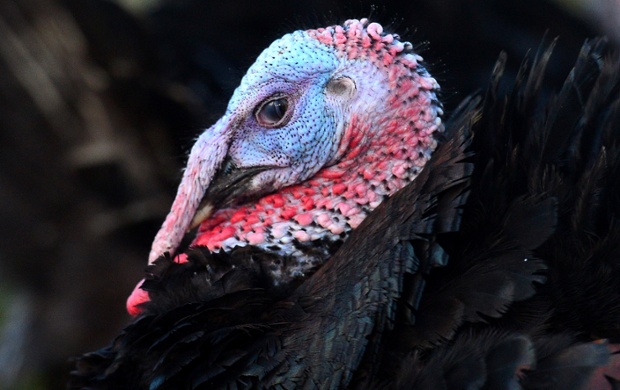 Portrait of the day goes to this turkey at Fenham-Le-Moor Farm in Northumberland where he and  650 of his companions are, um, getting ready for Christmas.