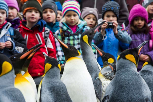 The King penguins are on parade at the zoo in Zurich, Switzerland. The parade only takes place in winter when temperatures fall below 10 degrees Celsius.