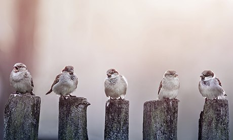 sparrows in a row on wooden fence