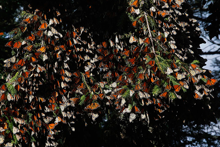Week in wildlife: Monarch butterflies rest on branches at the El Rosario in Michoacan