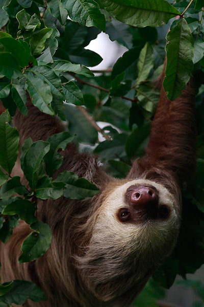 Week in wildlife: A sloth hangs from a tree on the outskirts of Colon city