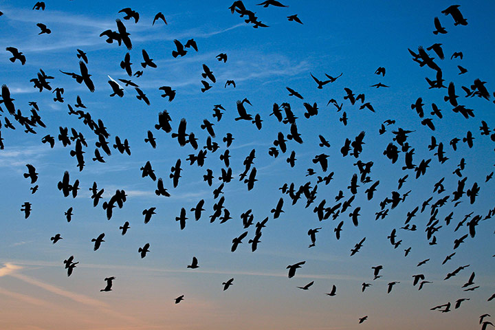 Week in wildlife: Flocks of ravens from northern Poland