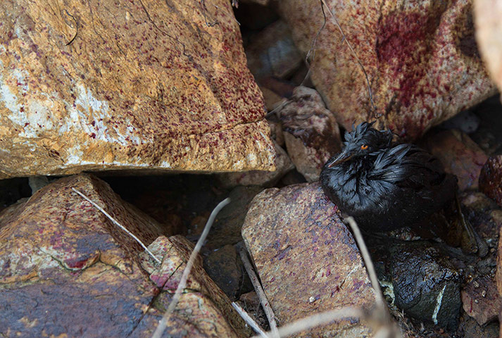 Week in wildlife: A bird soaked with oil in Qingdao