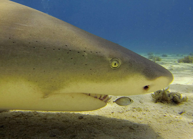 Week in wildlife: Diving With Sharks In The Bahamas
