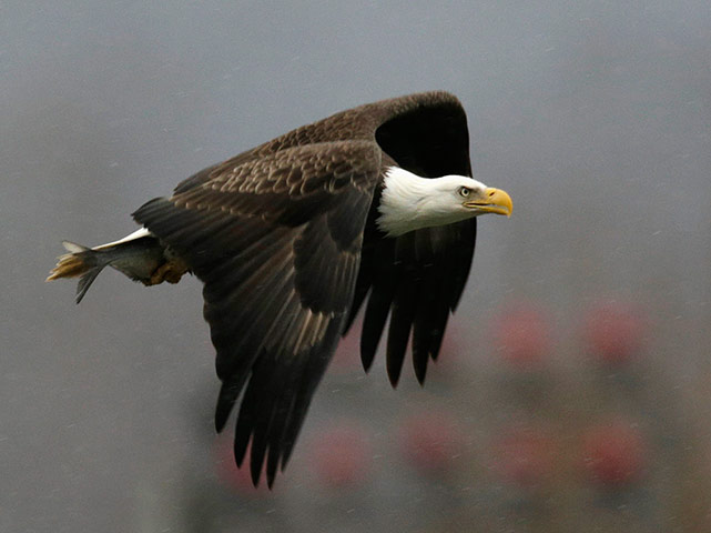 Week in wildlife: Bald eagle returns to nest after catching fish at Conowingo Dam