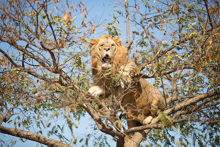 Week in wildlife: Tree climbing lion