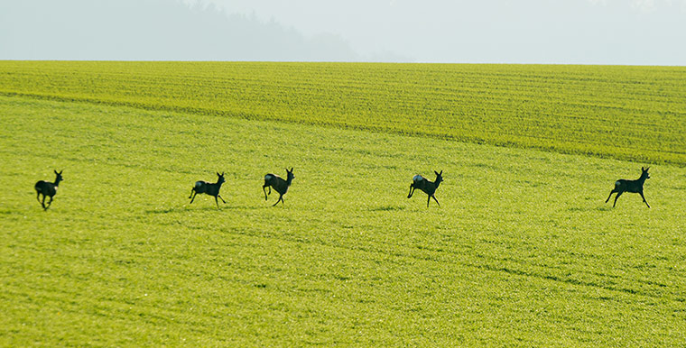Week in wildlife: Roe deer in Aerzen