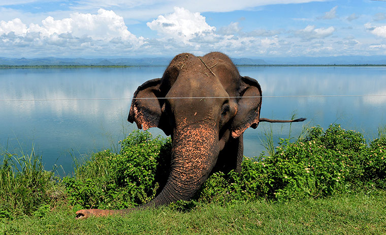 Week in wildlife: An elephant grazes on November 23, 2013