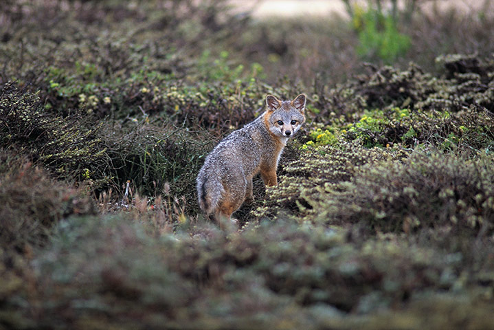 Week in wildlife: Island Fox on San Miguel Island