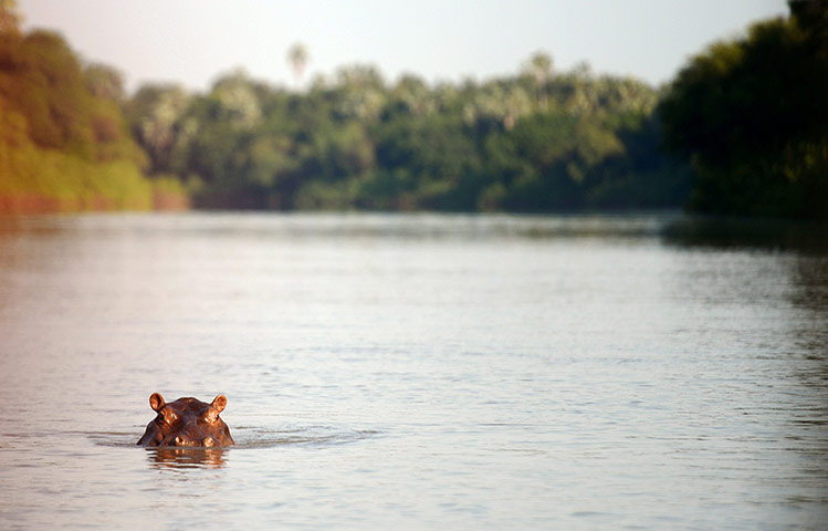 Week in wildlife: SENEGAL-WORLD HERITAGE-NIOKOLO-KOBA NATIONAL PARK