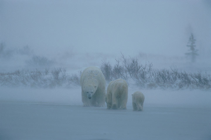 Week in wildlife: Polar bear 
