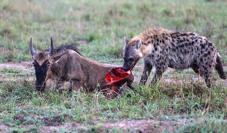 Week in wildlife: A hyena eats a gnus at the Maasai Mara National Reserve, Kenya