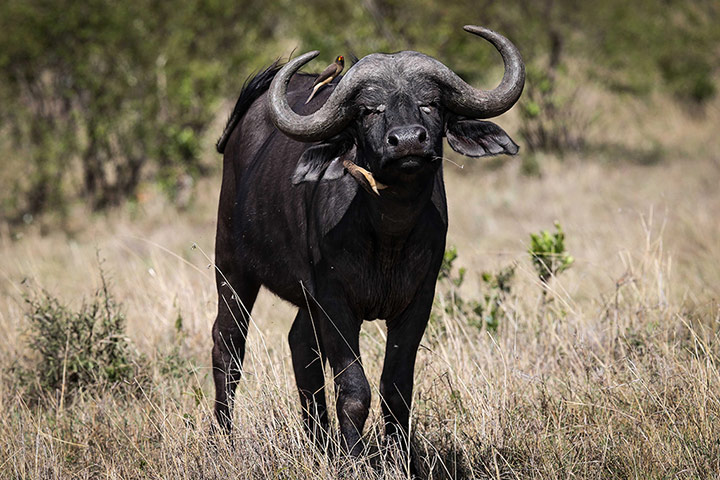 Week in wildlife: A buffalo is seen at the Maasai Mara National Reserve, Kenya
