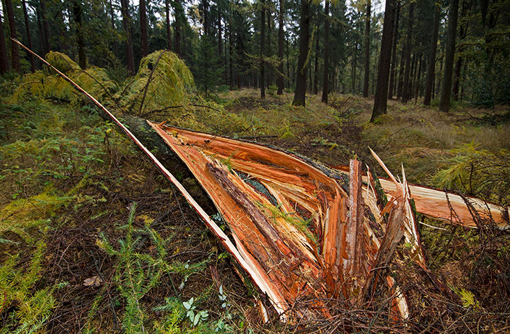 Week in wildlife: St Judes Storm damages trees