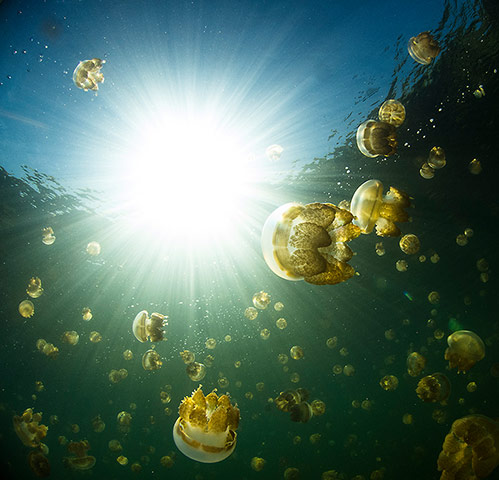 Sunlightgallery: Jellyfish Lake, Palau