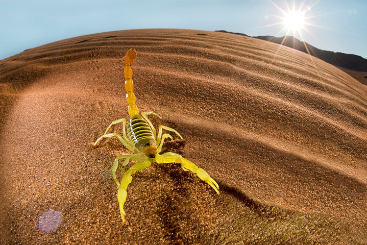Sunlightgallery: Namib dessert