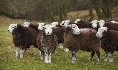 Herdwick sheep are the native breed of the central and western Lake District and live on the highest