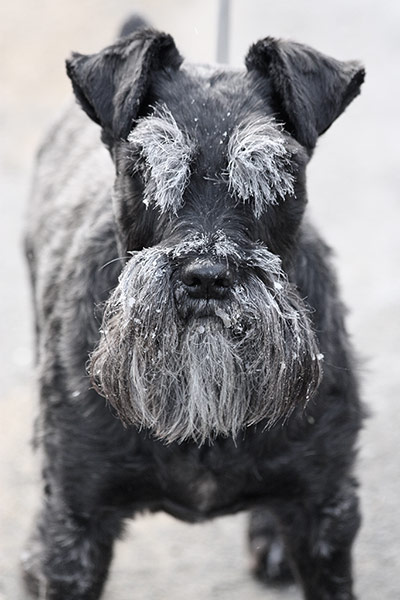 Your Pictures - Frost: black dog covered in ice