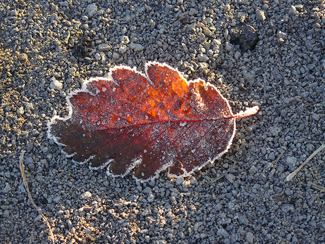 Your Pictures - Frost: red coloured leaf with frost on ground